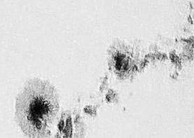 Sunspots!
Prime Focus C8 with 2x barlow.
 Forty-five Exposures Deconvoluted.
 After dark frame and Flat field
Link-words: Sun