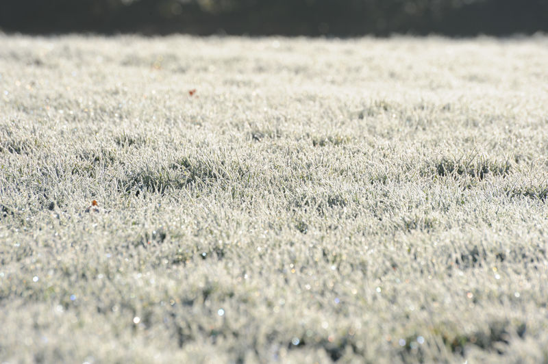 Frost
Frost on the grass.
