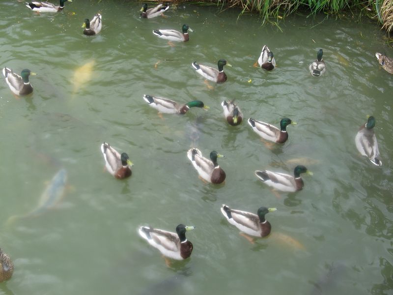 Ducks and Fish at Bodiam Castle moat 
