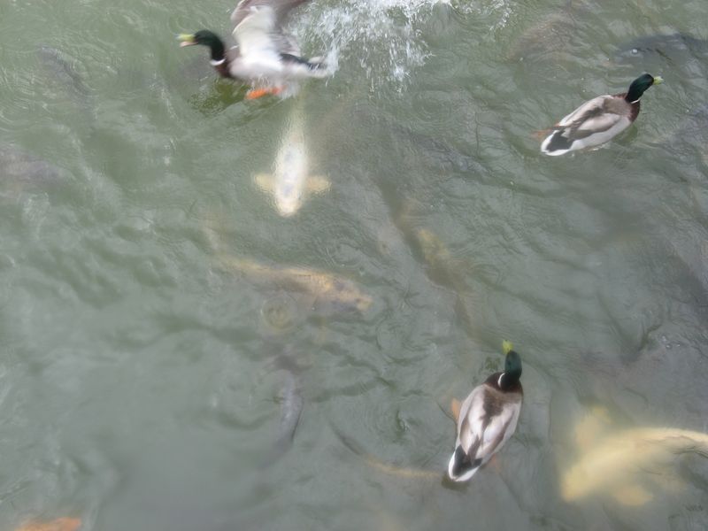 Fish and Ducks at Bodiam Castle 
Side trip from Northiam DSC Campsite - Carole and Brian Visited Bodiam Castle 
Link-words: Campsites2011