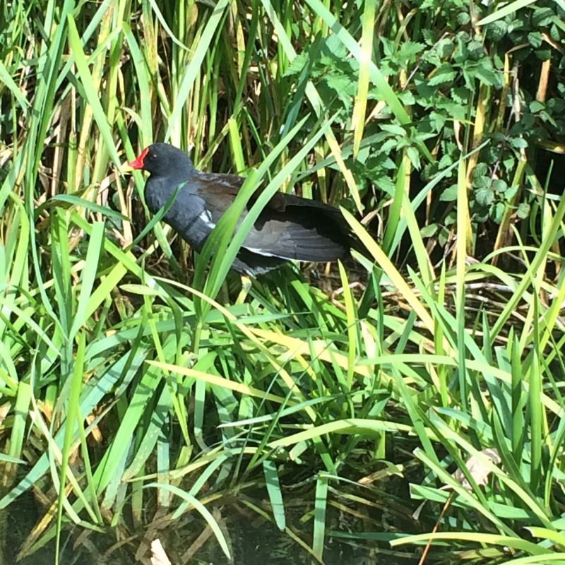 Moorhen on the bank
