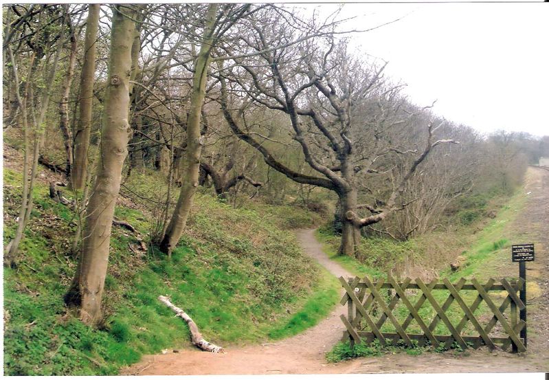 Kelling Heath walk in the Woods by Train line (Adrian Pope photo)
Link-words: Campsites2011