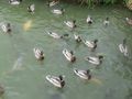 DUCKS_AT_Bodium_Castle_009.JPG