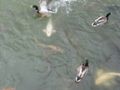 Fish_and_ducks_at_Bodium_Castle_010.JPG