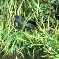 Moorhen.jpg