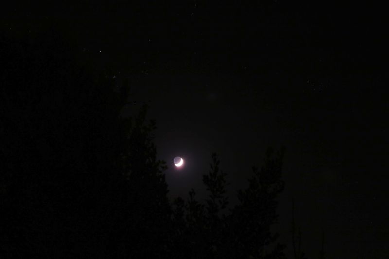 Moon through the bushes.
