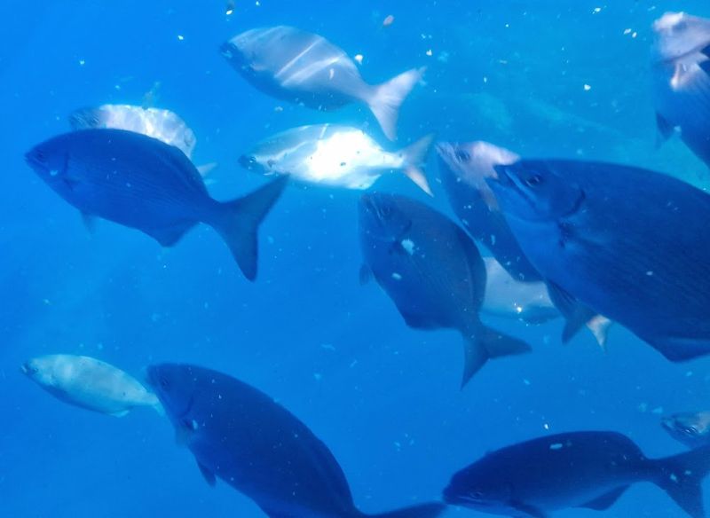 Whales and Dolphins trip
Looking at sea life through the boats glass side viewing area
Link-words: LaPalma2024