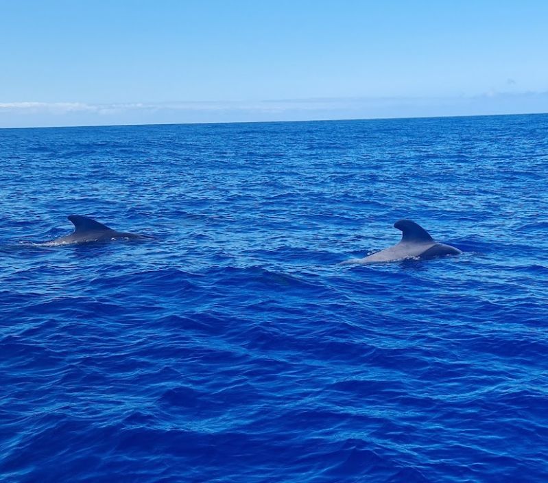 Whales and Dolphins trip
Our boat went further out to sea to find the Whales and Dolphins- 
Image of 2 Pilot Whales 
Link-words: LaPalma2024